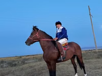 Hengst, Kustanai horse — Foto 3