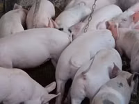 Ana donuz — foto 1