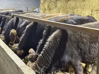 Bulle, Simmental cattle — Foto 4