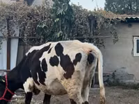 Vacă, Russian Black pied cattle — foto 1