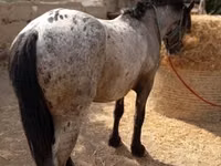 Aygʻir, Appaloosa — 1-rasm