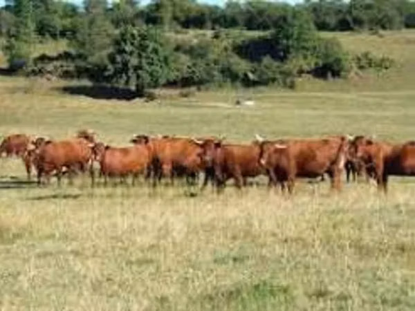 Vacă, Salers cattle