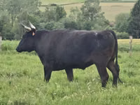 Vacă, Wagyu — foto 6