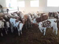 Taureau, Simmental cattle — photo 2