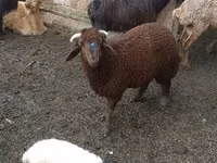 Schafe (Partie, Geschlecht nicht angegeben), Red Karaman sheep — Foto 1