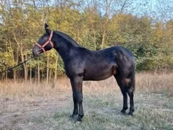 Aygʻir, Nonius horse