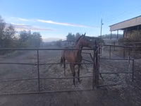公马, Thoroughbred horse — 照片 5