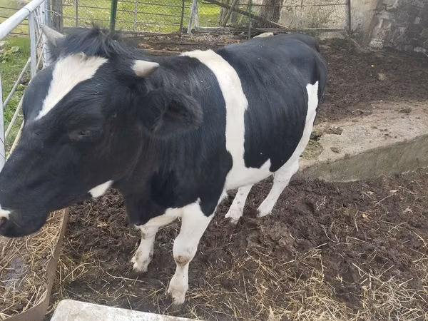 Kuh, Russian Black pied cattle — Republik Moldau