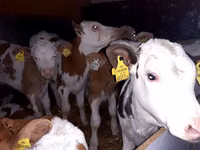 Taureau, Simmental cattle — photo 1