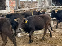 Vaca, Aberdeen-Angus — foto 7