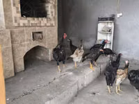 Chickens — الصورة 5