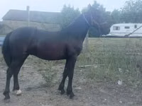 Hengst, Friesian — Foto 2