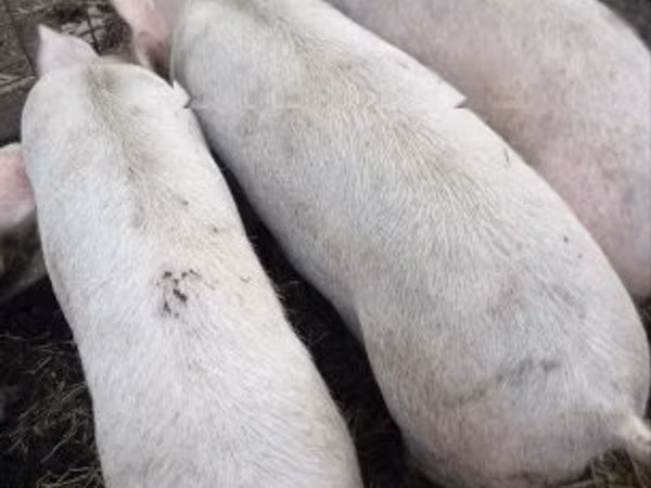 Scroafă, Porci
