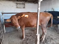 Vaca, Red Estonian cattle — foto 2