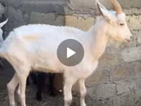 عنزة, الماعز — الصورة 3