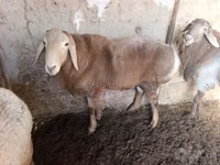 أغنام (دفعة، الجنس غير محدد), Arashan sheep — الصورة 4