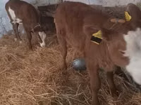Sigir, Simmental cattle — 2-rasm