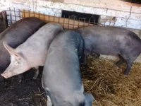 Vier, Porci — foto 3