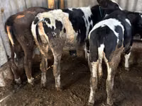 Kuh, Russian Black pied cattle — Foto 1
