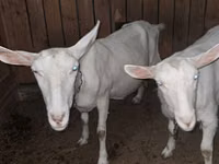Chèvre, Saanen goat — photo 4