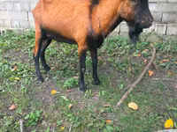 تيس, Nubian Goat — الصورة 1