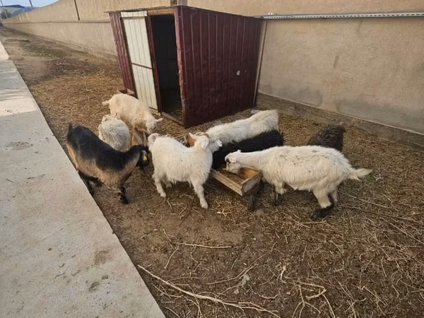 Capră, Capre