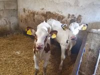 ثور, Simmental cattle — الصورة 2