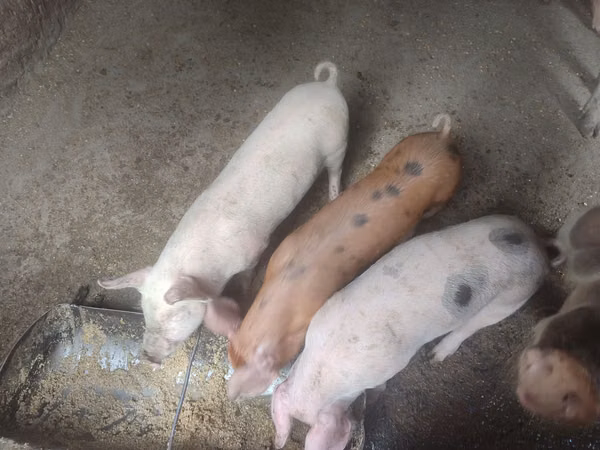 Eber, Schweine