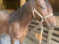 Horse (M), Rocky Mountain Horse — photo 4