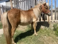 حصان, Indian half-bred — الصورة 5
