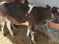 بقرة, Swiss cattle — الصورة 3