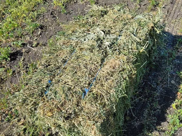 Продам тюки люцерны первый покос этого года