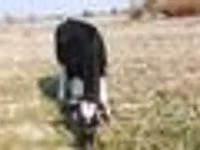 Kuh, Russian Black pied cattle — Foto 6