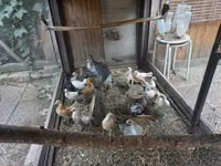 Dutch Bantam — photo 2