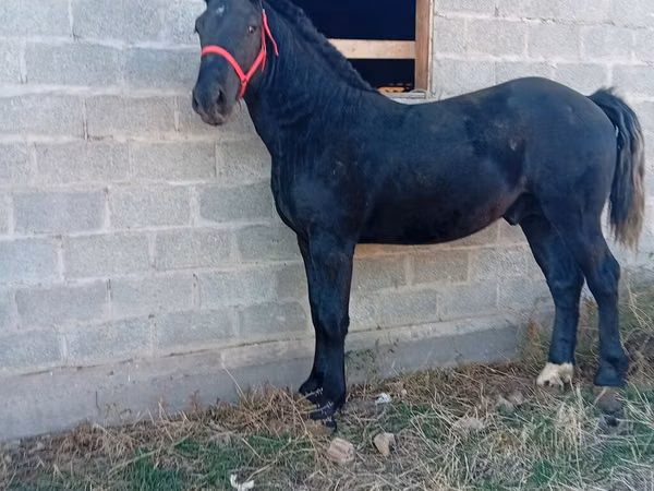 公马, Orlov Trotter