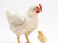 Ducks — foto 7