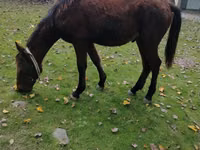 公马, Horses — 照片 4