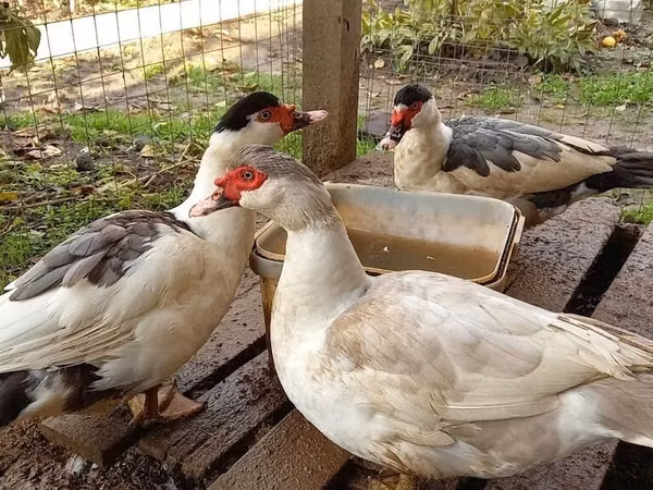 pato criollo doméstico