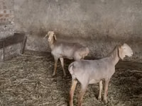 Ovelha, Hissar sheep — foto 1