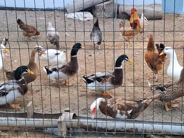 Pekin german