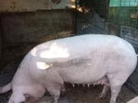 मादा सूअर — फ़ोटो 2