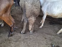 Widder, Baerchuke sheep — Foto 3
