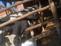 Bou, Rasa Holstein — foto 5
