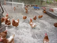 Chickens — Foto 2