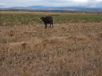母牛, African Buffalo — 照片 1