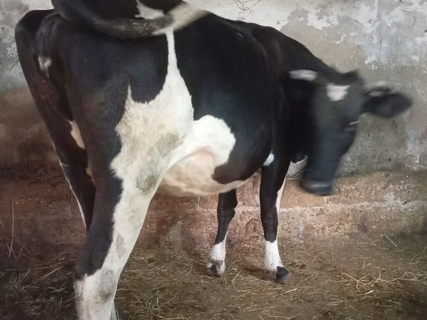 Vaca, Russian Black pied cattle