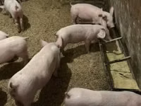 Porcs (lot, sexe non indiqué) — photo 7