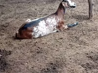 Capră, Nubian Goat — foto 3