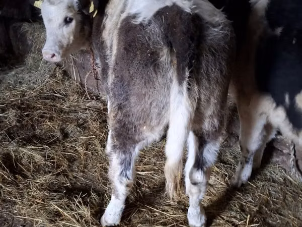 Vaca, Simmental cattle