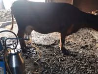 गाय, लाल степीय गाय — फ़ोटो 2